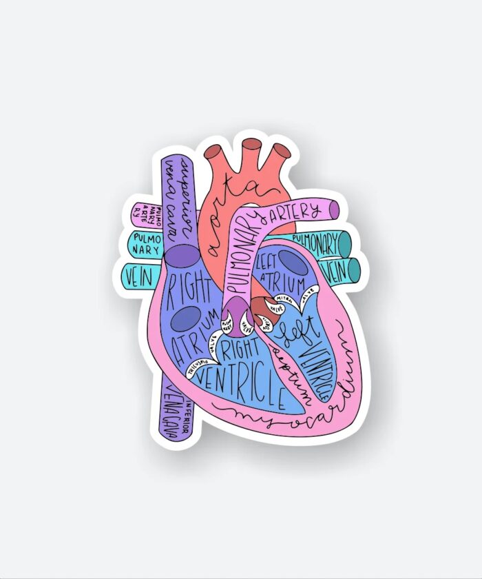 Anatomical Heart Sticker