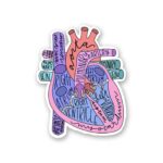 Anatomy Of Heart Sticker