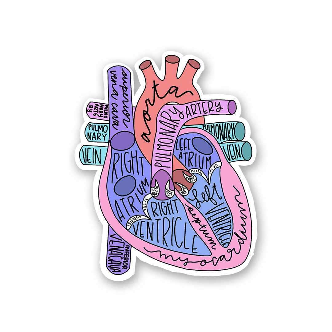 Anatomy Of Heart Sticker