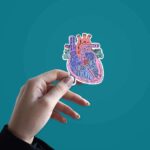 Anatomy Of Heart Sticker