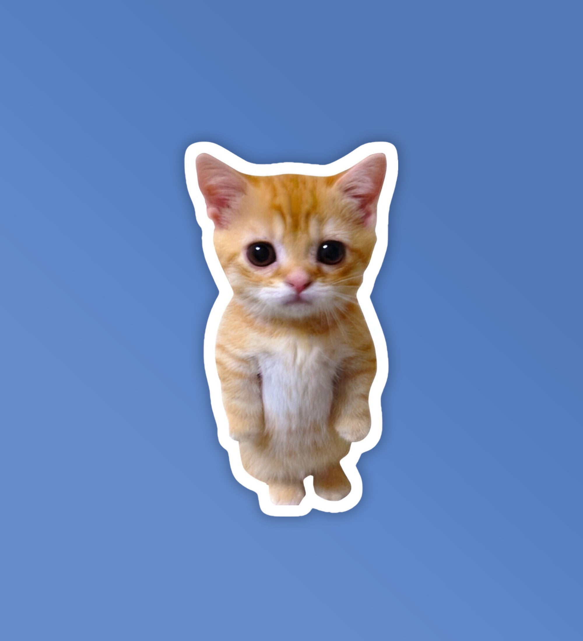 Angry Kitten Laptop Mobile Stickers