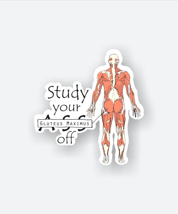 Study YourGluteus Maximus Off Sticker