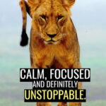 Calm Focused Unstoppable animal motivational Poster