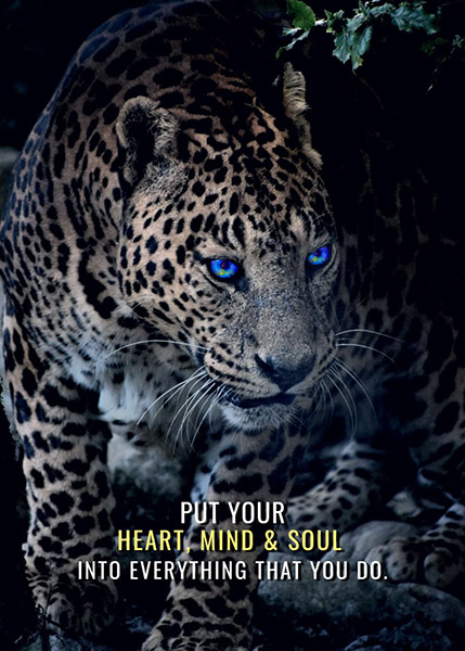 Concentrate animal motivational Poster