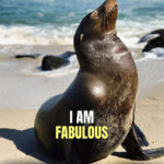 Funny Fabulous Seal animal motivational Poster