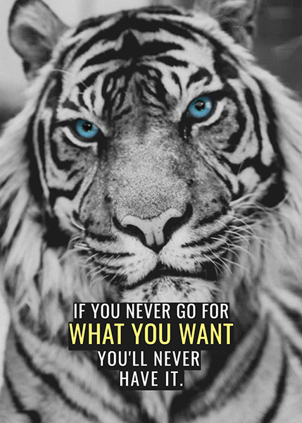 Go for what you want animal motivational Poster
