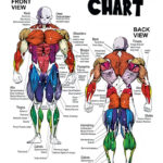 Jiren Dragon Ball Anatomy Chart anime Poster