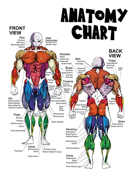 Jiren Dragon Ball Anatomy Chart anime Poster