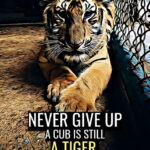 Never Give Up animal motivational Poster