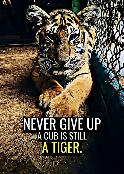 Never Give Up animal motivational Poster