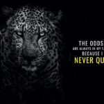 Never Quit animal motivational Poster