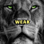 Only the weak give up animal motivational Poster