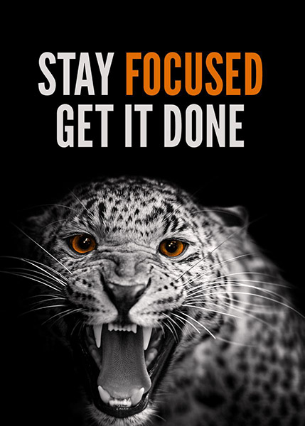Stay Focused Get it done animal motivational Poster