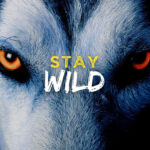 Stay Wild animal motivational Poster