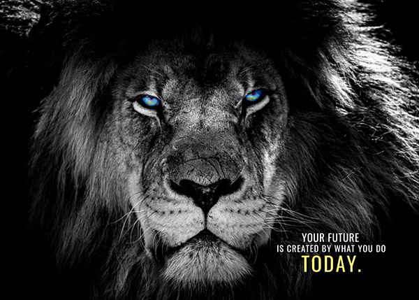 Success Starts Now or Never animal motivational Poster