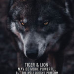 Tiger Lion and Wolf animal motivational Poster