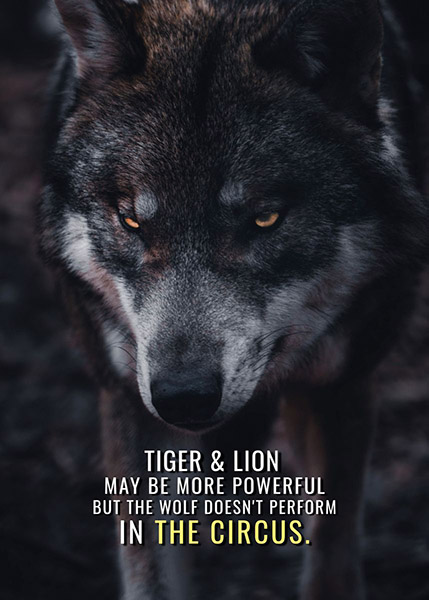 Tiger Lion and Wolf animal motivational Poster