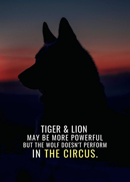 Tiger Lion and Wolf animal motivational Poster