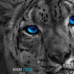 Where Focus goes Success flows animal motivational Poster