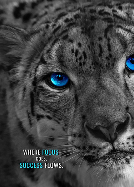 Where Focus goes Success flows animal motivational Poster